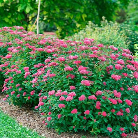 Spiraea Double Play Doozie® Front Yard Flowers Landscape Ideas Front Yard Curb Appeal Garden