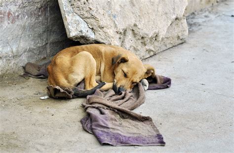 Cachorro abandonado o que fazer ao encontrar um cão na rua Guia Animal