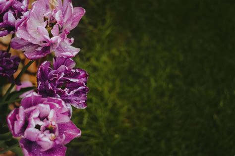 Tulip Bunga Bunga Embun Foto Gratis Di Pixabay Pixabay