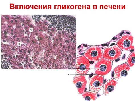 Основы цитологии. Лекция 2. Формы движения и организации живой материи ...