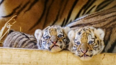 Endangered Tiger Cubs Born At Longleat Safari Park Itv News West Country