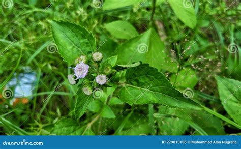 Bandotan Or Wedusan Ageratum Conyzoides Is A Type Of Agricultural