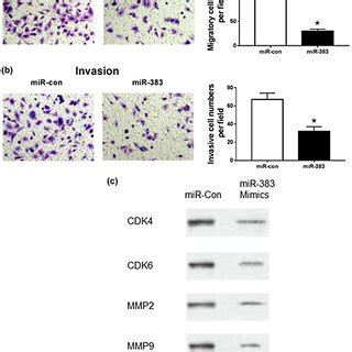 Overexpression Of Mir Inhibits Migration And Invasion Of Hcc Cells