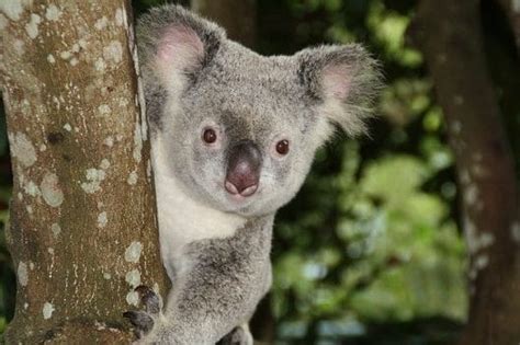 Koala Names: The 120 Most Famous Names for Koala Bears