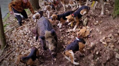 Chasses Aux Sangliers Chasses Aux Chiens Courants Youtube