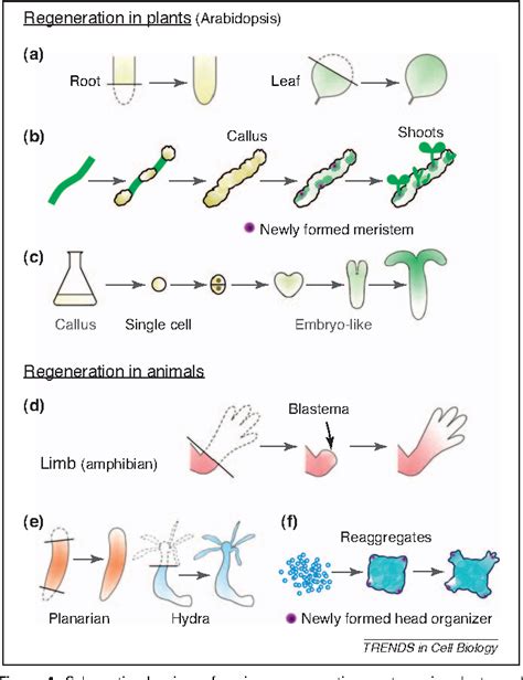 [PDF] Regeneration in plants and animals: dedifferentiation ...