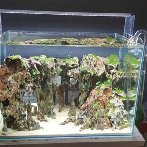 Aquascaping Your Aquarium Guide To Planted Aquariums Artofit