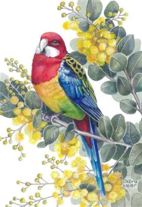 This Gorgeous Little Eastern Rosella Is Perched On A Branch Of Golden