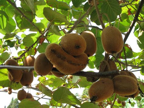 Fotos gratis árbol naturaleza rama granja Fruta comida verde