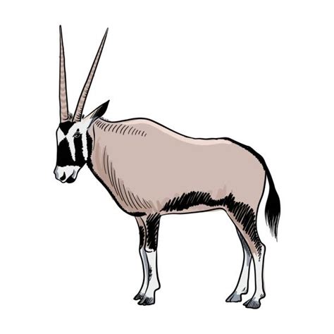 20 East African Oryx Illustrations Stock Illustrations Royalty Free