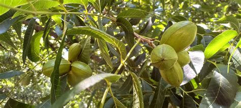 Crece el cultivo de Pecán en Tucumán como alternativa de producción