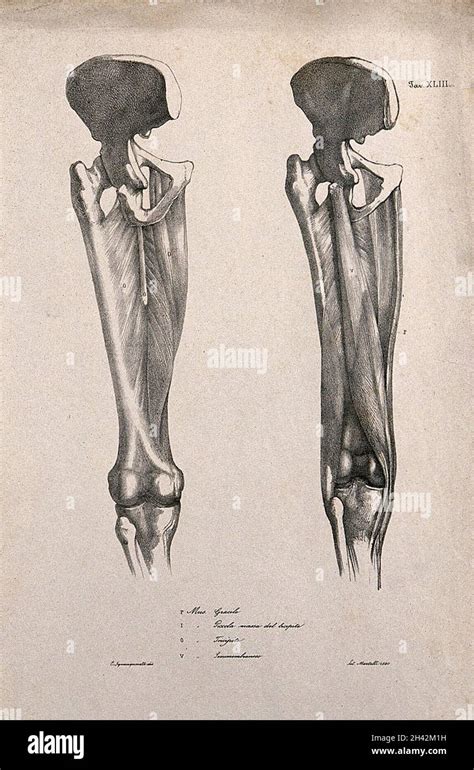 Muscles And Bones Of The Upper Leg And Pelvis Two Figures Lithograph By Martelli After C