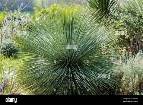 Linear Leaf Yucca Yucca Linearifolia Native To The Chihuahua Desert