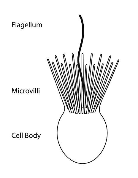 Bio-Blueprints: June 2011