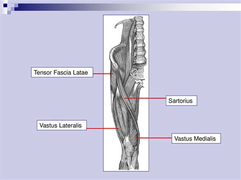 Anterior Muscle Review 1 Ppt Download