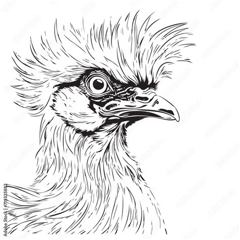 Drawing Sketch Style Illustration Of A Silkie Silky Or Chinese Silk