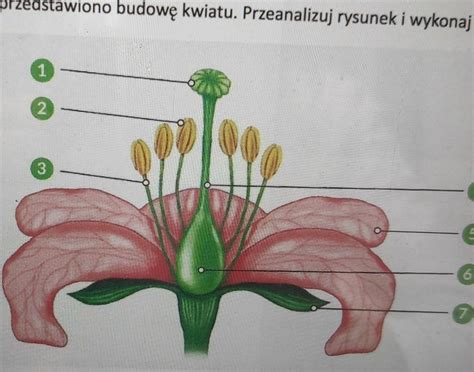 A Przyporz Dkuj Zaznaczone Na Rysunku Elementy Budowy Kwiatu Do Ich