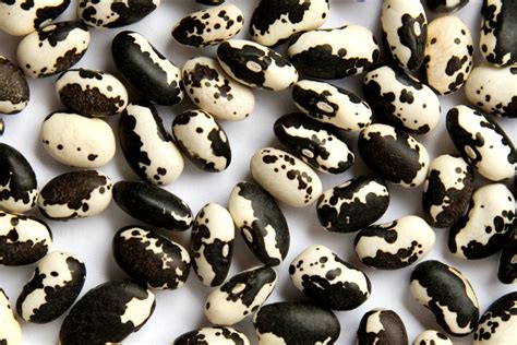 Orca Bean - Zursun Idaho Heirloom Beans