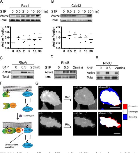 Figure 2 From The Balance Between Gi Cdc 42 Rac And G 12 13 RhoA