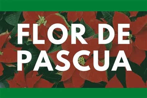 Flor De Pascua Caracter Sticas Propiedades Cuidados