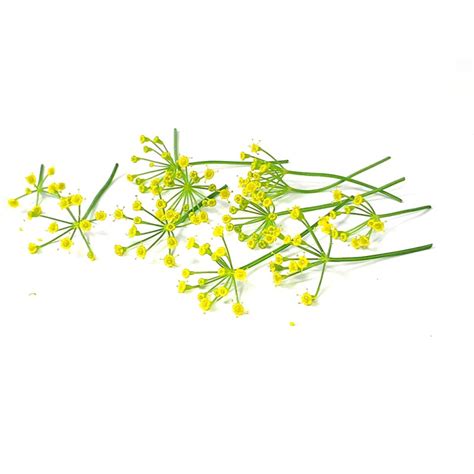 Dill flower | edible flowers | PUURgroenten