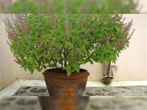 Tulsi Mantra While Offering Water Significance Of Worshipping Tulsi