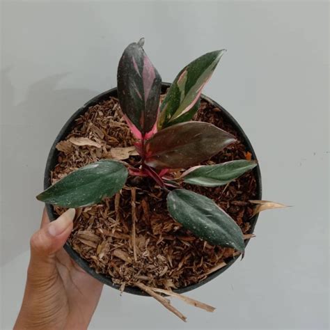 Jual Tanaman Hias Philodendron Pink Princess Tanaman Koleksi Shopee