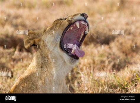 A Single Female Lion In The Shade During The Day Sitting Up And