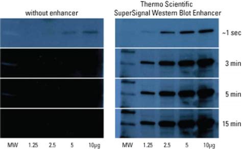 SuperSignal Western Blot Enhancer Thermo Fisher Scientific