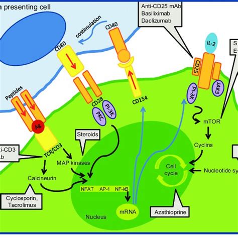 Mechanism Of Action Of Calcineurin Inhibitors Csa And Tacrolimus