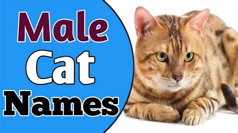 Top And Most Popular Male Cat Name Ideas For 2021 Boy Cat Names Best