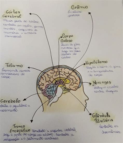 Neuroanatomofisiologia Desenhos Neuroanatomia E Neurofisiologia Sexiz Pix