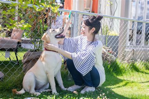 【獣医師監修】犬の生理（ヒート）とは？生理期間や必要なケア、注意点を紹介