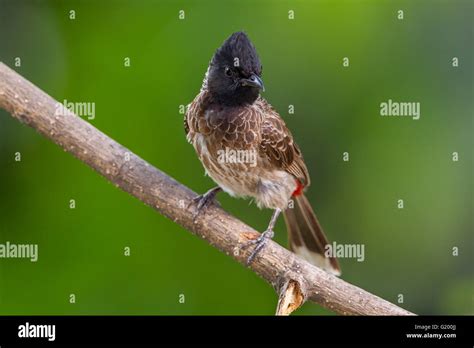 Red Vented Bulbul Pycnonotus Cafer India Stock Photo Alamy