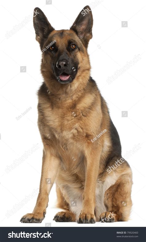 20,806 Sitting German Shepherd Images, Stock Photos & Vectors ...