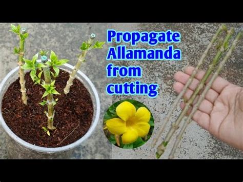 How To Cutting Grow Allamanda Propagate Allamanda From Cutting