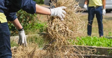 Straw Mulch: Benefits, Uses, And How To Apply - [Updated June 2024 ]