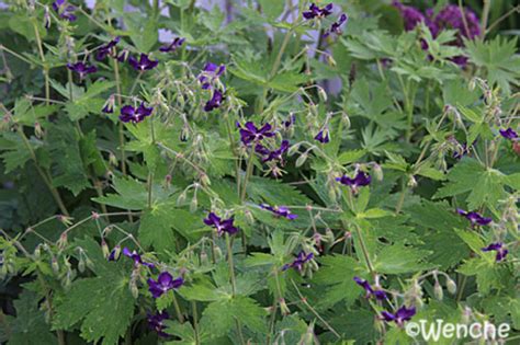 Geranium phaeum ’Lily Lovell’ : Grows on You