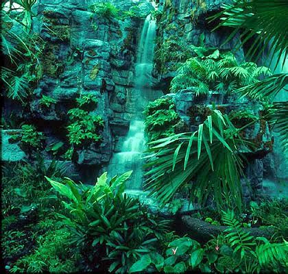 COP3 Research folder: Tropical rainforest