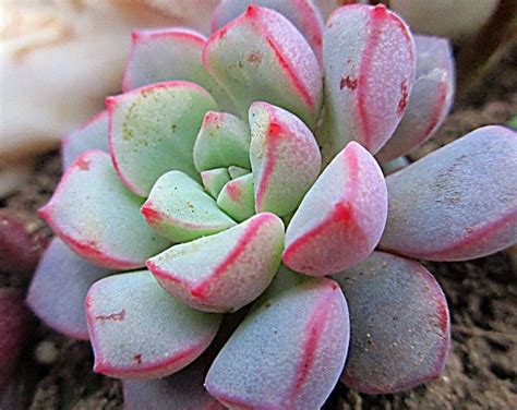 Seeds Echeveria Subcorymbosa Juxtlahuaca Cute Succulents Exotic