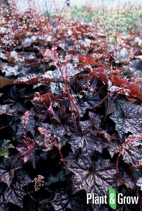 6x Purperklokje Heuchera Micrantha Palace Purple Meerjarige Vaste