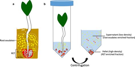 Collection Of Ret And Root Exudates Enriched Fractions A Root Exudates