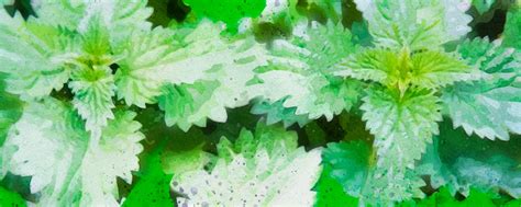 nettle leaf  powerful herbal medicine spirit healing tea