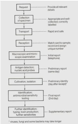 Micro Final Ch Diagnostic Microbiology Specimen Collection