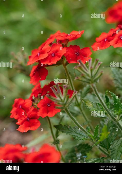 Red Devil Verbena Hi Res Stock Photography And Images Alamy