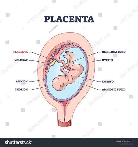 270 Amnion Images, Stock Photos, 3D objects, & Vectors | Shutterstock