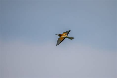 European Bee-Eater Bird Flying · Free Stock Photo