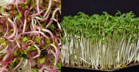 Microgreens vs. Sprouts: Explained - Gardening Channel