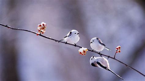 Pájaros de la naturaleza ePuzzle foto puzzle