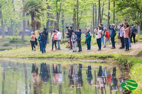 第41届上海“爱鸟周”今日开启！丰富活动精彩纷呈 丨 爱鸟周 澎湃号·政务 澎湃新闻 The Paper